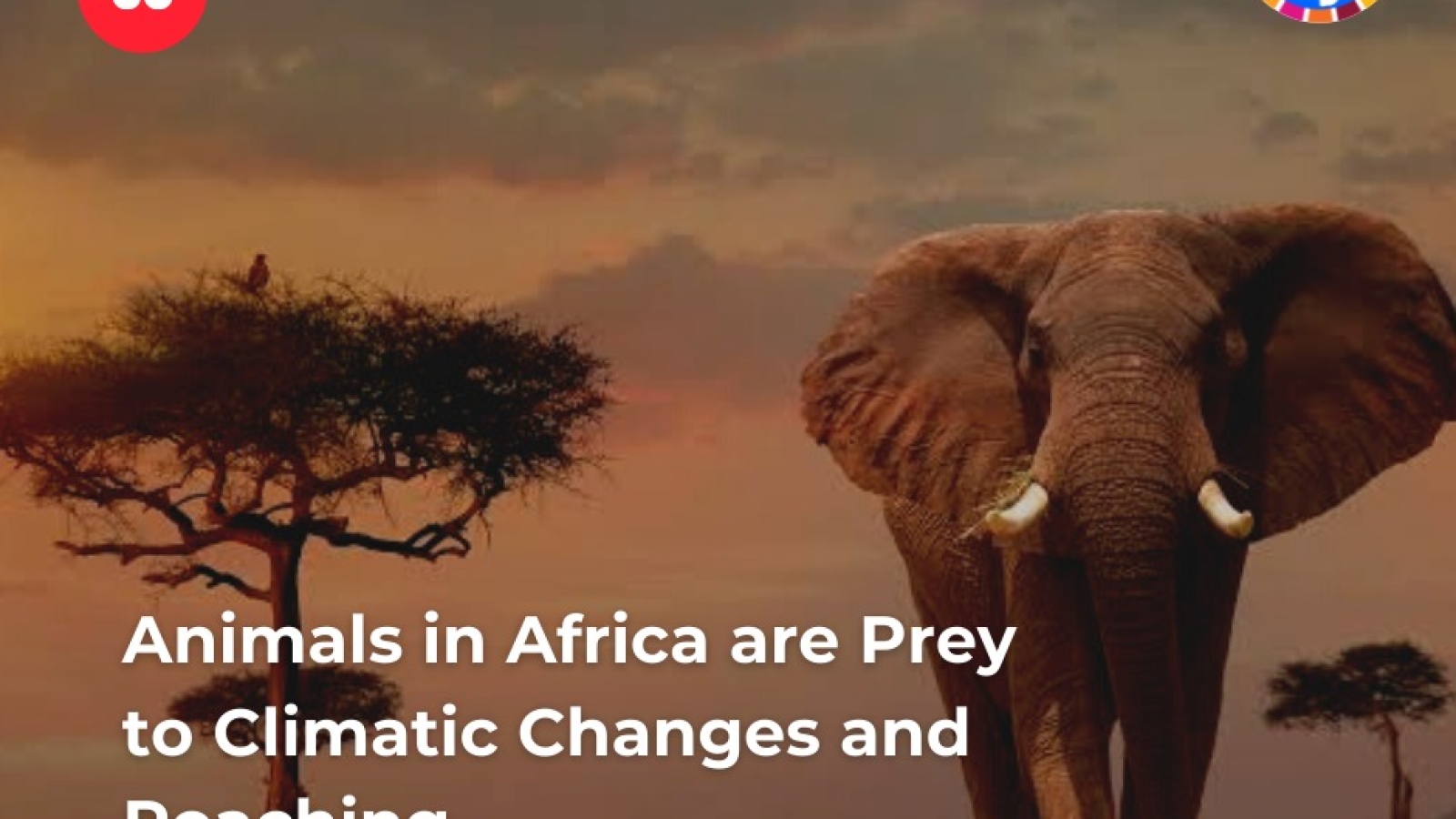 Les animaux d’Afrique sont la proie des changements climatiques et du braconnage