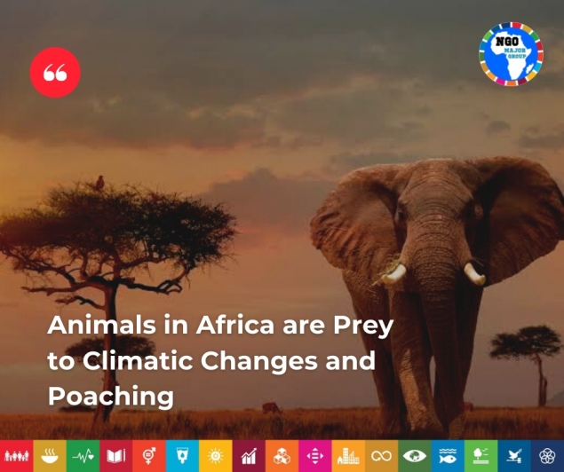 Les animaux d’Afrique sont la proie des changements climatiques et du braconnage